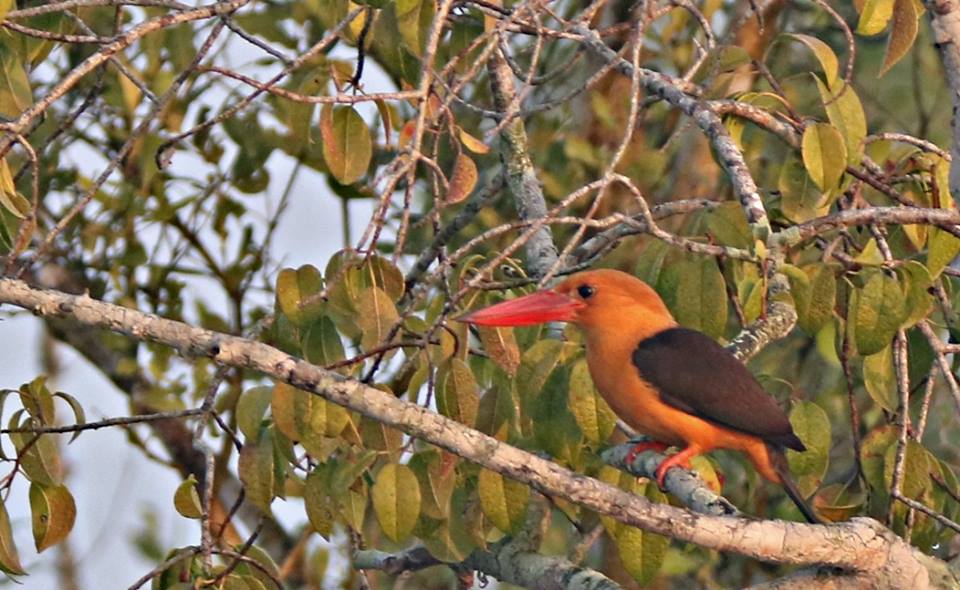 sundarban tour package