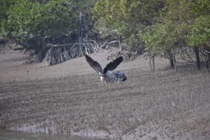 SUNDARBAN