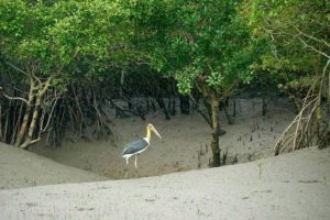 Sundarban Wildlife Photography