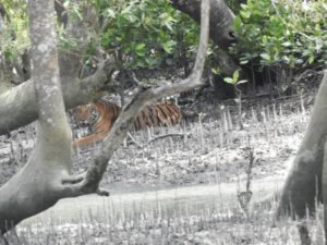 sundarban tiger