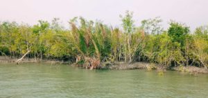 sundarban mangrove