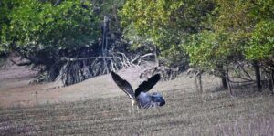 Sundarban Tour package