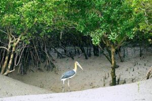 sundarban national park