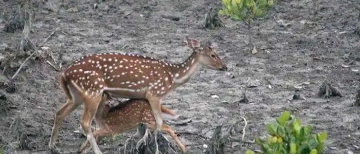 Sundarban Package 2 Nights 3 Days