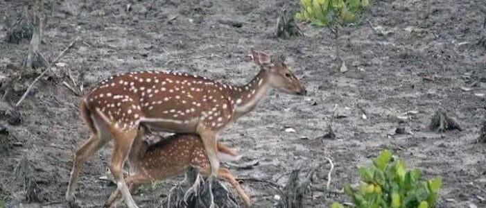 Sundarban Package 2 Nights 3 Days