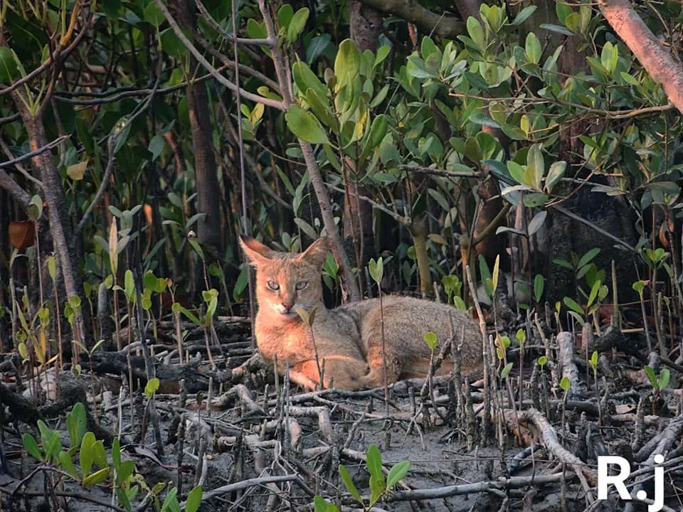 Sundarban Premium Deluxe Package