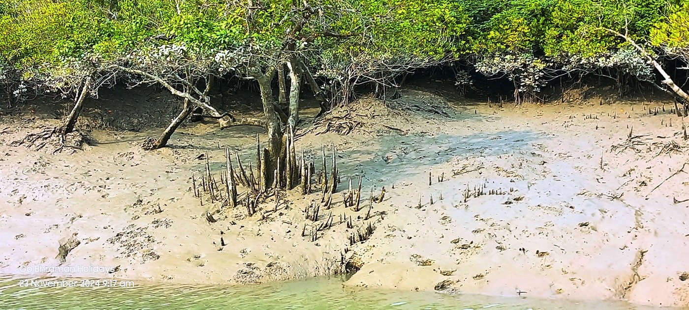 sundarban tour package