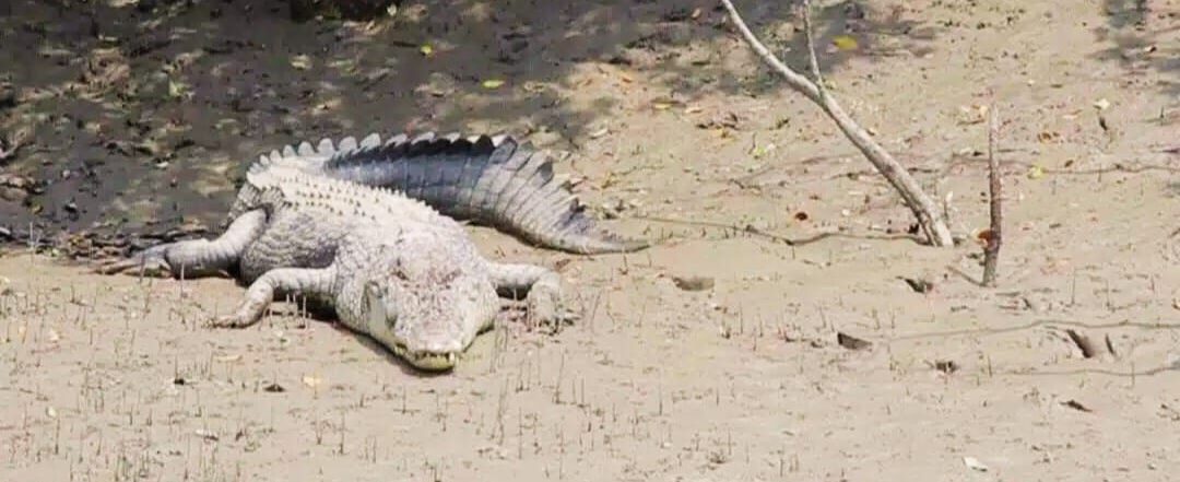 sundarban tour package