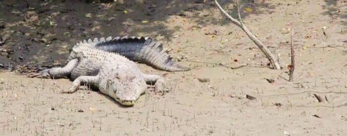 Sundarban tour package sundarban tour package