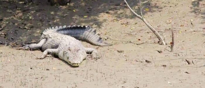 Sundarban tour package sundarban tour package