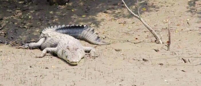 Sundarban tour package sundarban tour package