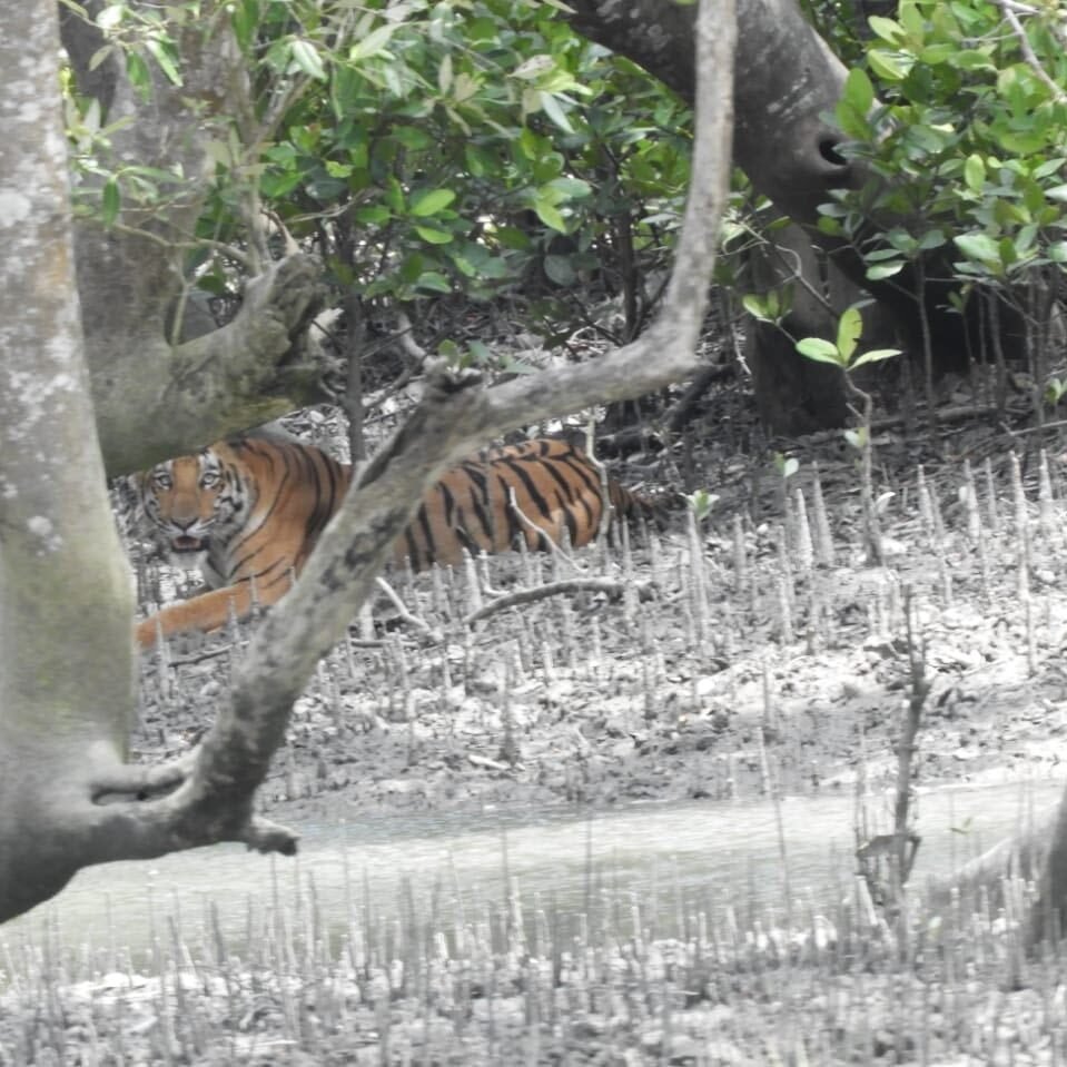 sundarban- mistery and danger