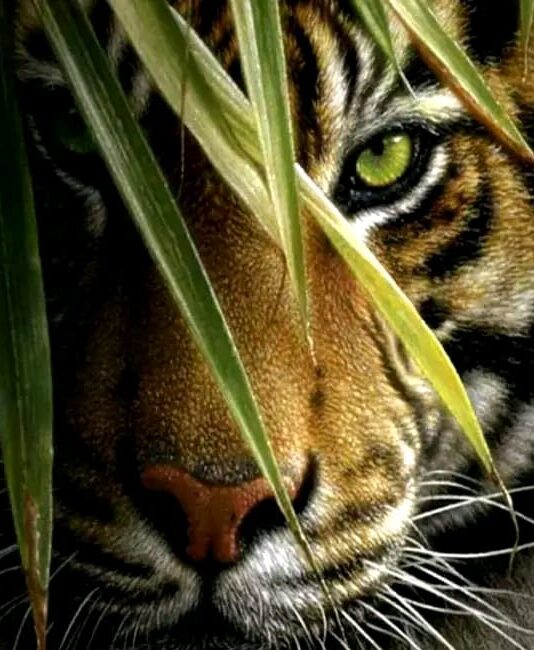 sundarbans visitor information sundarban