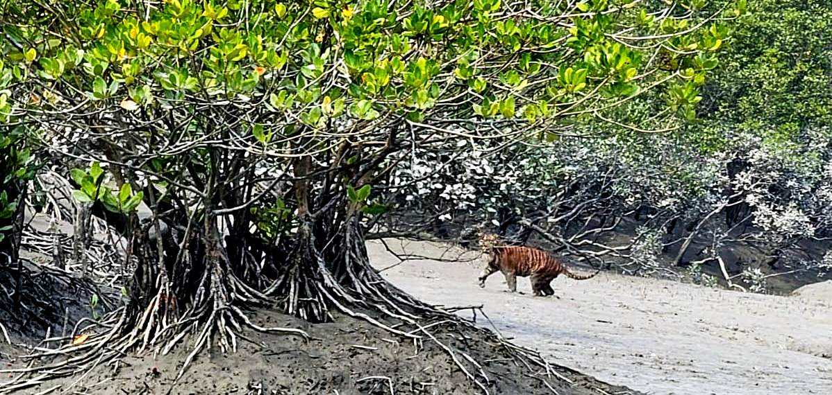 Visitors information sundarban