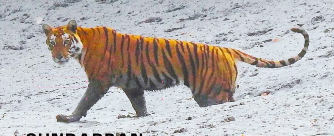 sundarban tour package