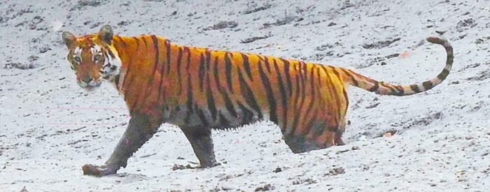 Sundarban package sundarban tour package