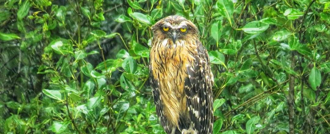 sundarban Photography package