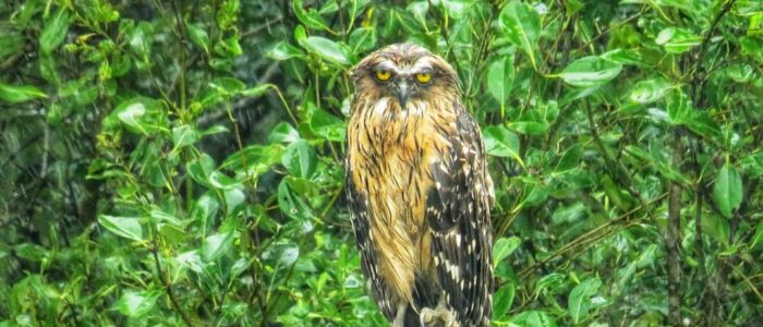 sundarban Photography package sundarban Photography package