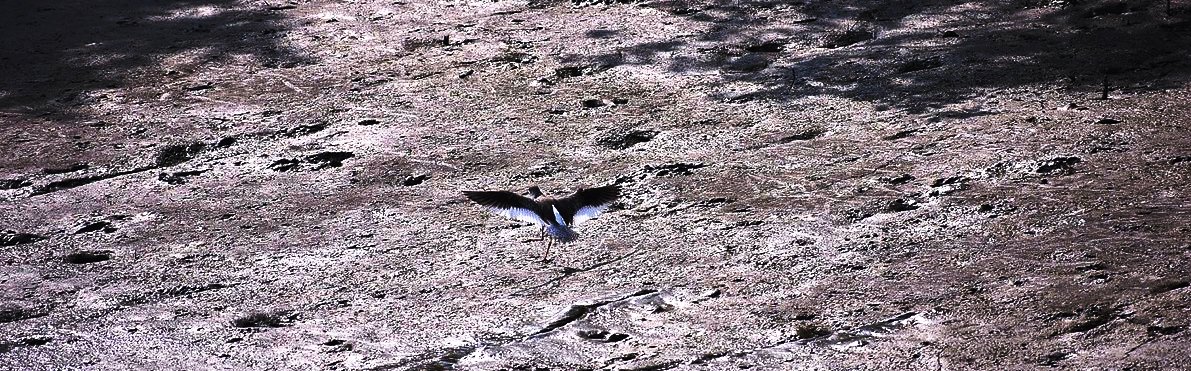 sundarban wildlife photography package