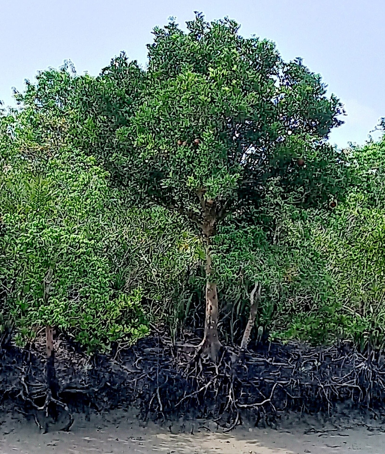 sundarban mangrove
