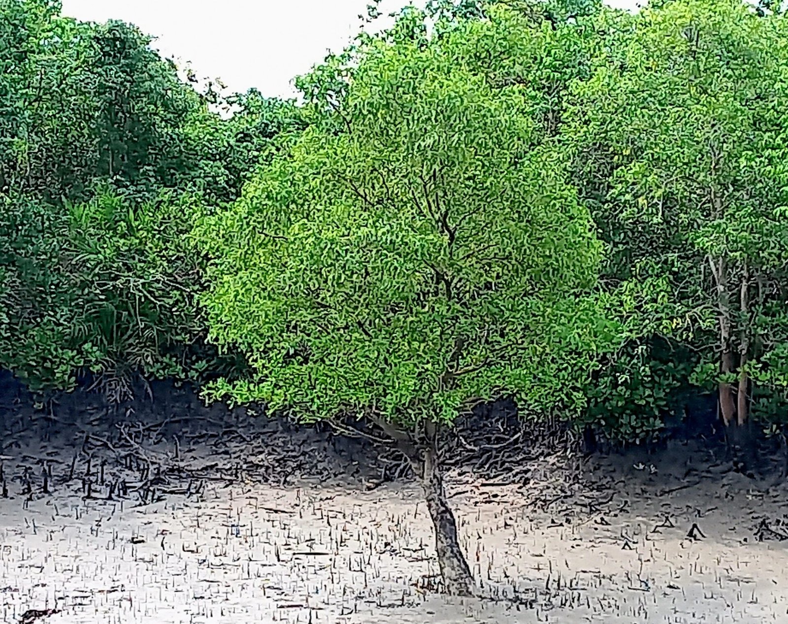 sundarban tour package