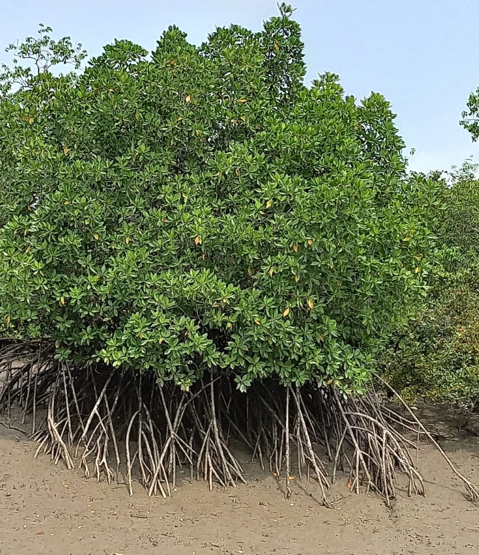 sundarban Mangrove