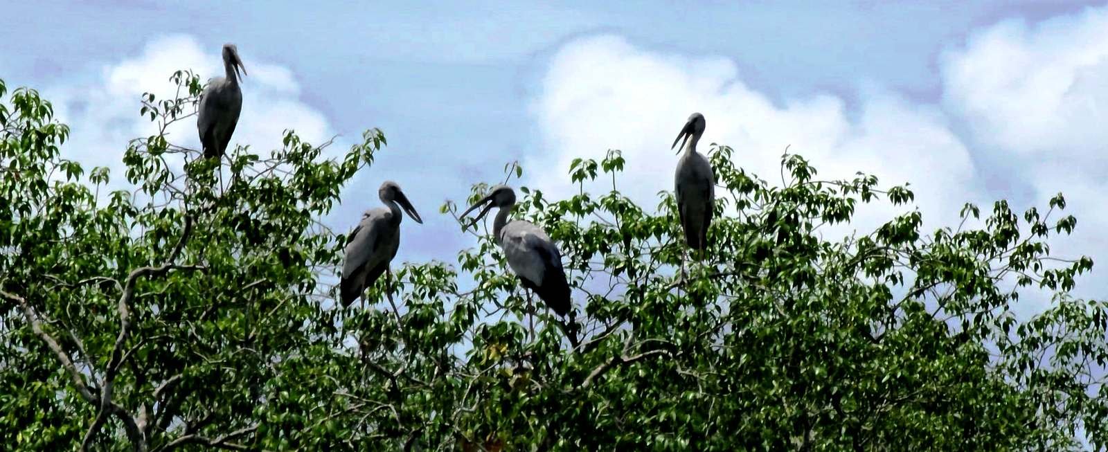 Sundarban tour package