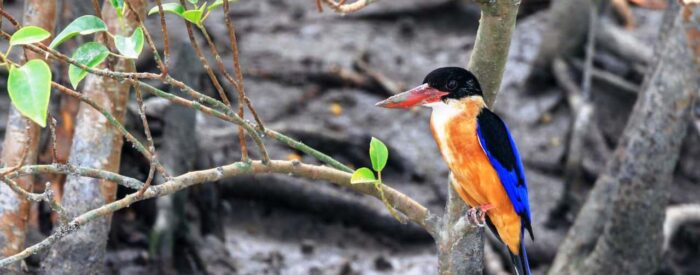 birds sundarban sundarban wildlife photography tour