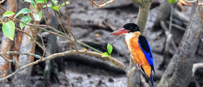birds sundarban sundarban wildlife photography tour