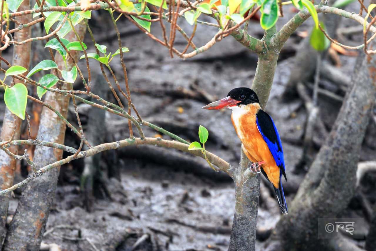 sundarban wildlife photography tour