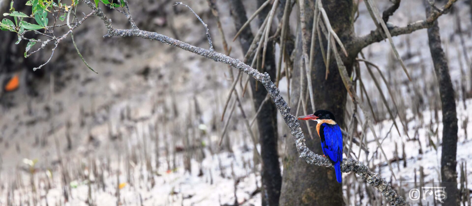 sundarban wildlife photography tour