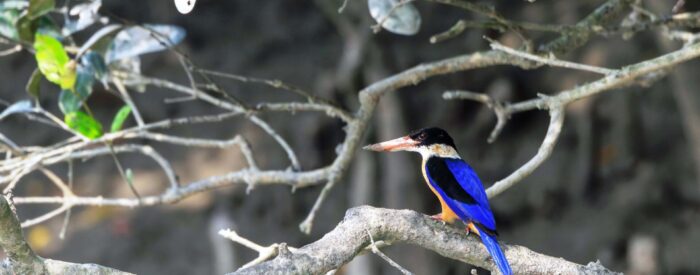 birds 5 sundarban wildlife photography tour