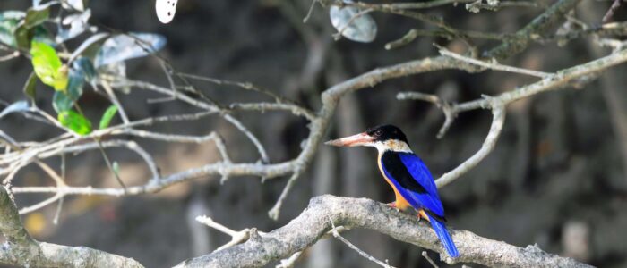 birds 5 sundarban wildlife photography tour