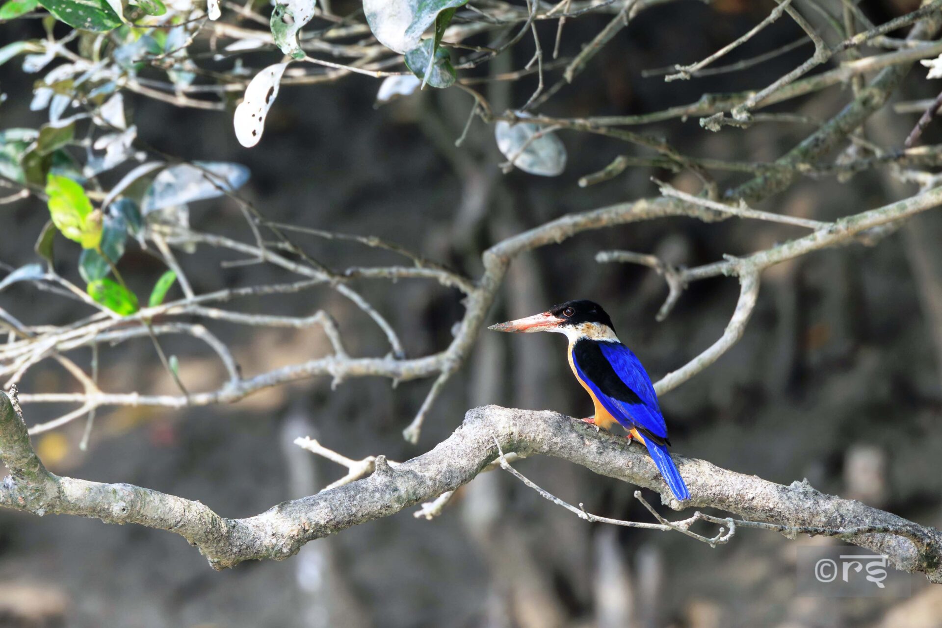 birds 5 sundarban wildlife photography tour