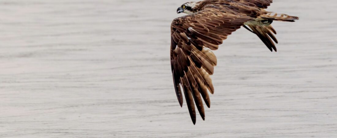 sundarban wildlife photography tour