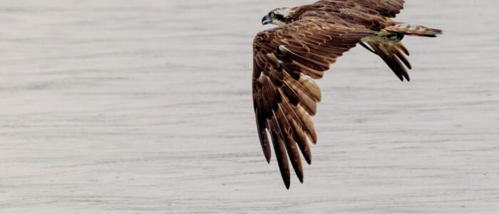 birds of sundarban sundarban wildlife photography tour