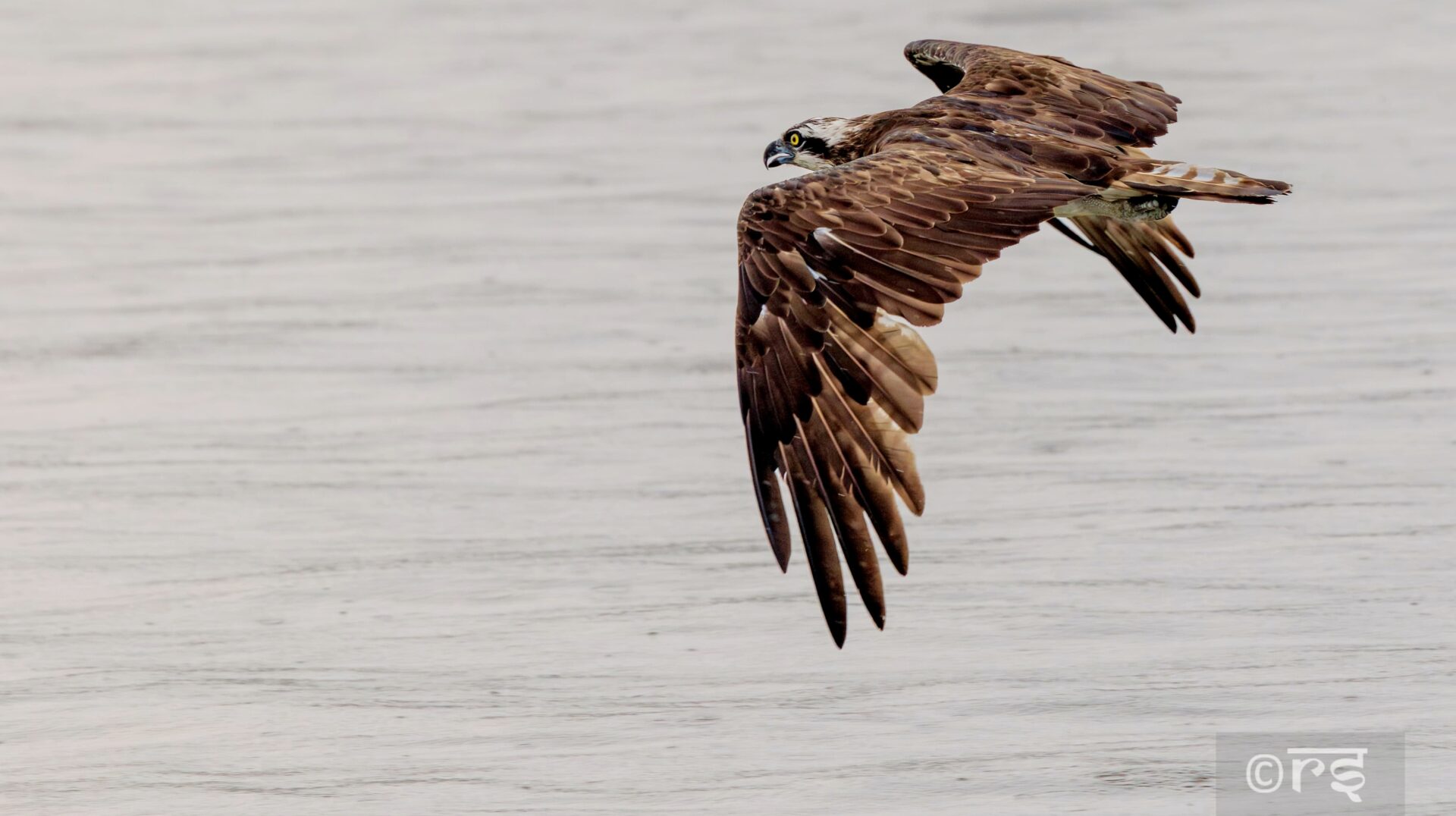 sundarban wildlife photography tour