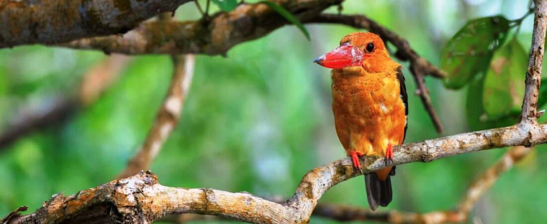 sundarban core zone tour package