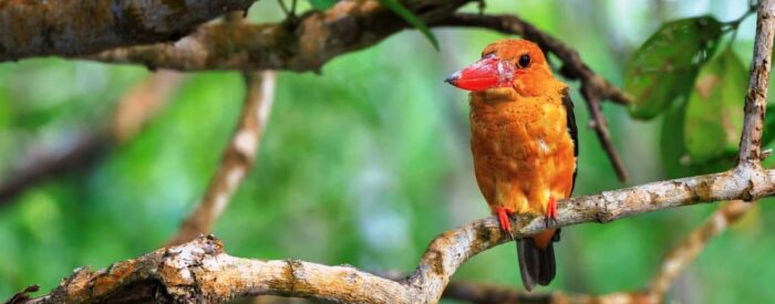 sundarban birds sundarban core zone tour package