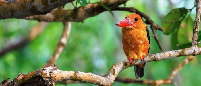 sundarban birds sundarban core zone tour package