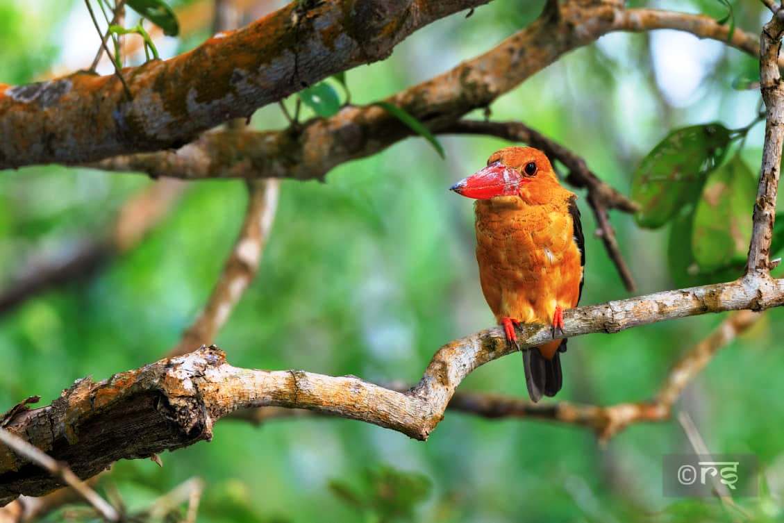 sundarban core zone tour package