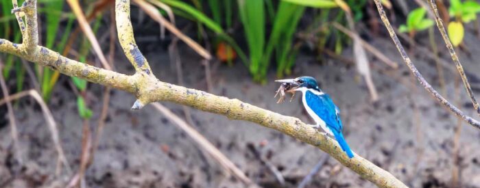 sundarban tour package 1 Day Sundarban Package