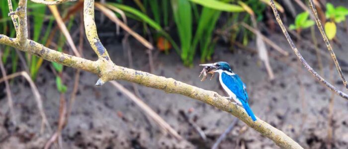 sundarban tour package 1 Day Sundarban Package