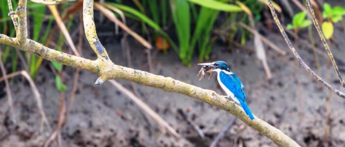 sundarban tour package 1 Day Sundarban Package