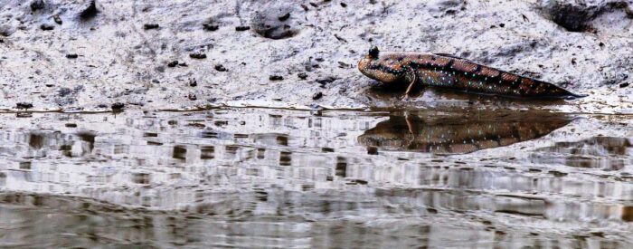 sundarban core zone package sundarban core zone package