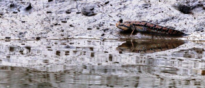 sundarban core zone package sundarban core zone package