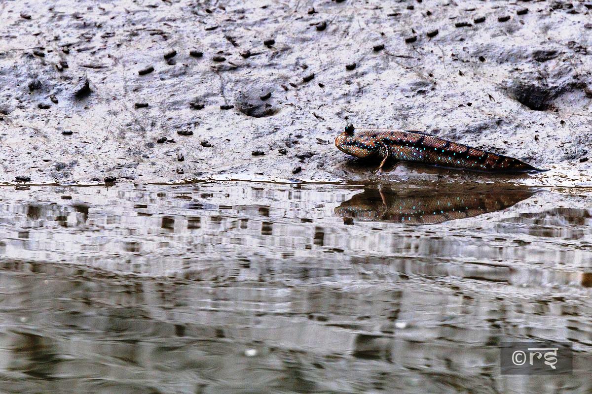 sundarban core zone package (2)