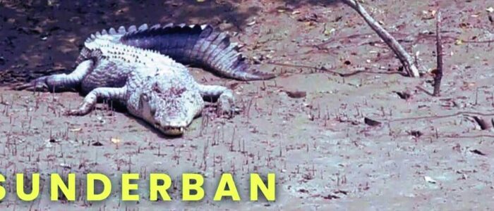 bonnie camp package sundarban core zone package