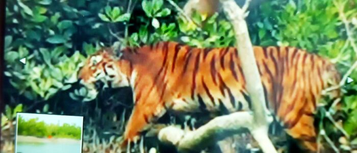 sundarban core zone package sundarban core zone package
