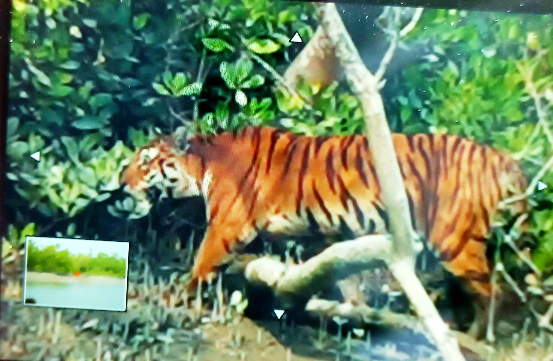 sundarban core zone package